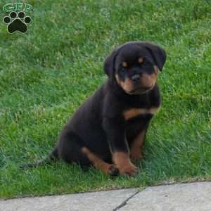 Drake, Rottweiler Puppy